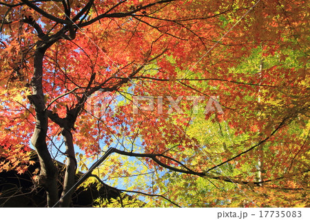 紅葉と竹林 17735083