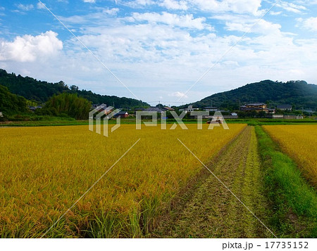 筑波北条米の稲刈り風景1 17735152