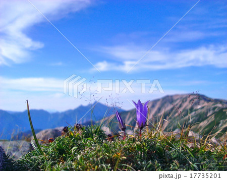 大自然　槍が岳を背景に咲くイワギキョウ 17735201