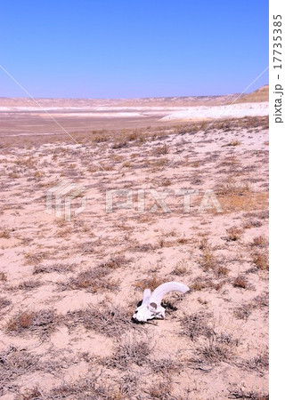 カザフスタン マンギスタウの希少動物の骨の写真素材