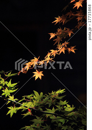 木漏れ日もみじ 17735868