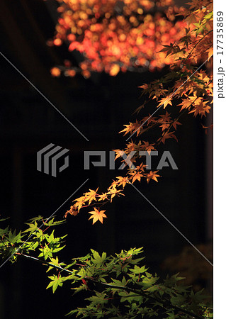 木漏れ日もみじ 木漏れ日もみじ 17735869