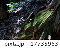 木と苔の陰影 木と苔の陰影 17735963