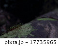 苔の胞子体 苔の胞子体 17735965