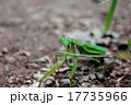 カマキリ カマキリ 17735966