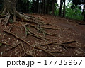 木の根 木の根 17735967
