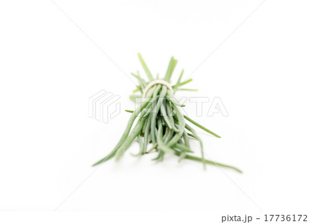 チャイブ 17736172