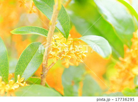 金木犀の写真素材 [17736295] - PIXTA