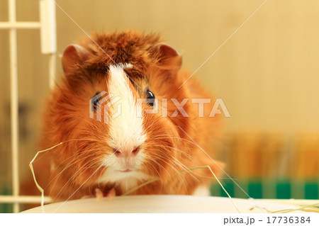 モルモット アビシニアン 巻き毛の写真素材