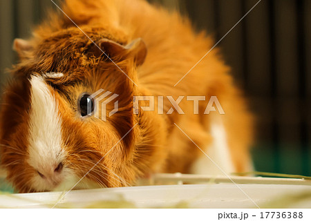 モルモット アビシニアン 巻き毛の写真素材