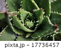 多肉植物の棘 多肉植物の棘 17736457