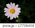 マーガレット一輪 マーガレット一輪 17736458