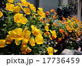 スミレの花壇 スミレの花壇 17736459