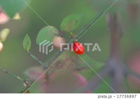 ニシキギの赤い実 17736897