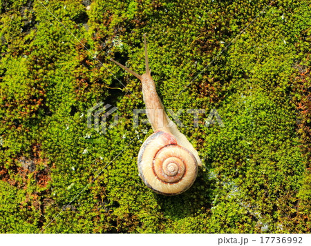 カタツムリ 17736992
