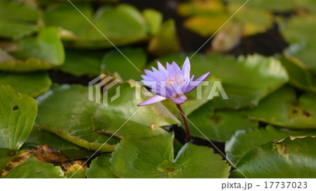 Lily 17737023