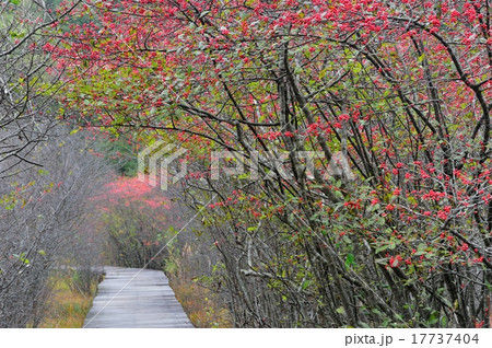 ウメモドキ 17737404