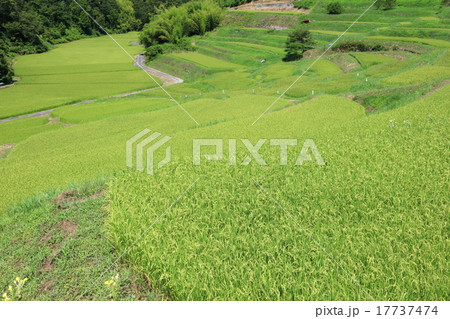 よこね田んぼ 17737474