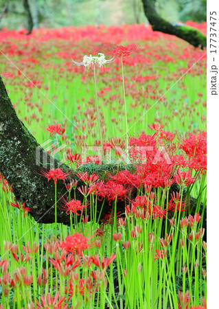 巾着田の彼岸花 17737475