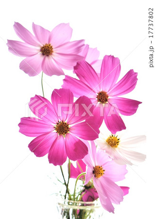 透過光の中のコスモス 17737802