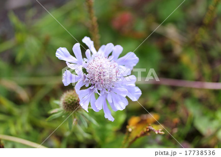 マツムシソウ 17738536