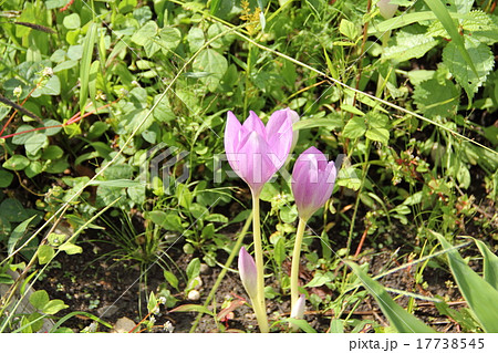 イヌサフラン 17738545