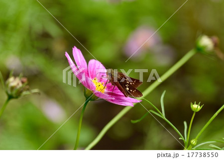 イチモンジセセリとコスモス（ハッピーリング） 17738550