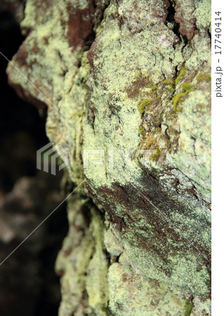 ヒカリゴケ（浅間鬼押出し園） 17740414