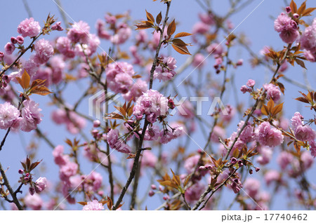 牡丹桜 17740462