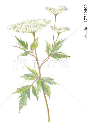 当帰(トウキ)の花 当帰(トウキ)の花 17740609
