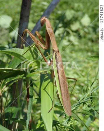 茶色系ゴーストカマキリ カマキリ - 虫類