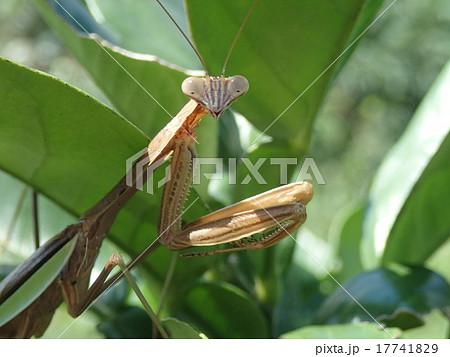 カマキリ（茶色）顔の写真素材 [17741829] - PIXTA