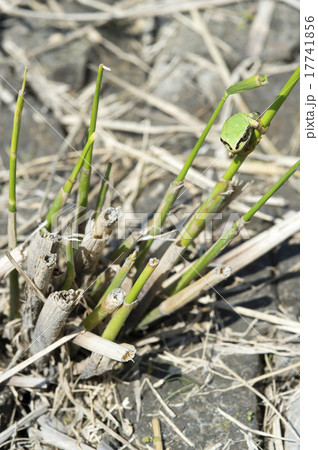 アマガエル アマガエル 17741856