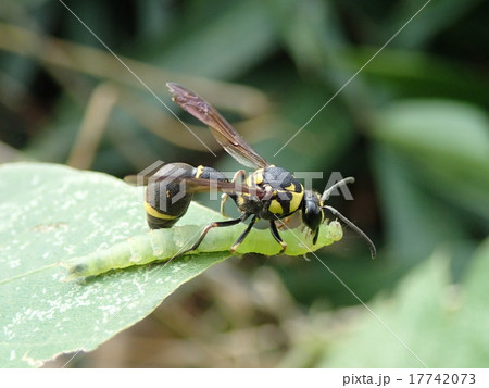 芋虫を捕食するトックリバチ（横） 17742073
