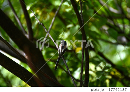 里山の鳥_実りの秋 17742187