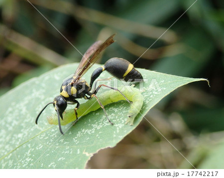 芋虫を捕食するトックリバチ(左向き) 芋虫を捕食するトックリバチ(左向き) 17742217