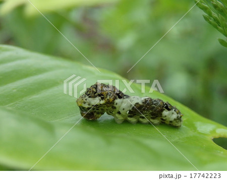 アゲハ蝶の幼虫 黒 の写真素材