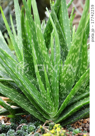 Aloe vera Aloe vera 17742259
