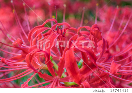 巾着田曼珠沙華まつり 17742415