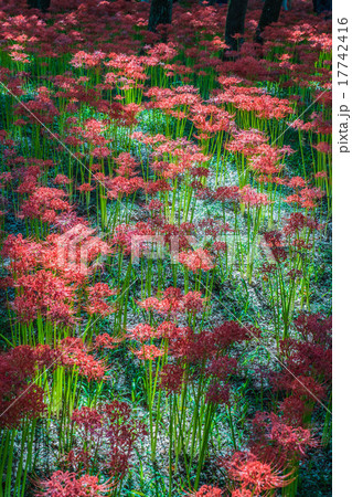 巾着田曼珠沙華まつり 巾着田曼珠沙華まつり 17742416