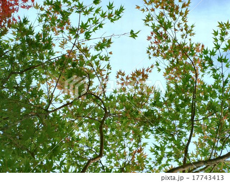 紅葉 9月 色づきはじめた紅葉 紅葉 9月 色づきはじめた紅葉 17743413