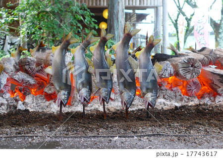 鮎の塩焼き 栃木のやな 17743617