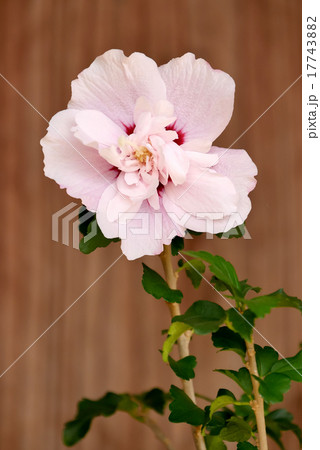 ムクゲ 17743882