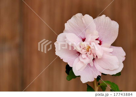 ムクゲ 17743884