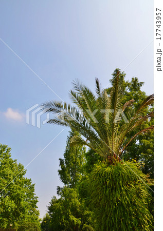 南国イメージ 17743957