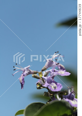 ハマゴウ ハマゴウ 17744639