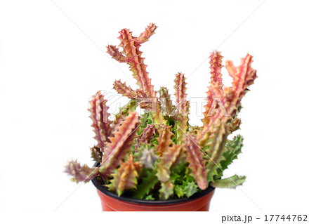 多肉植物　ゼブリナ 17744762