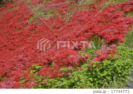 一面の彼岸花 一面の彼岸花 17744771