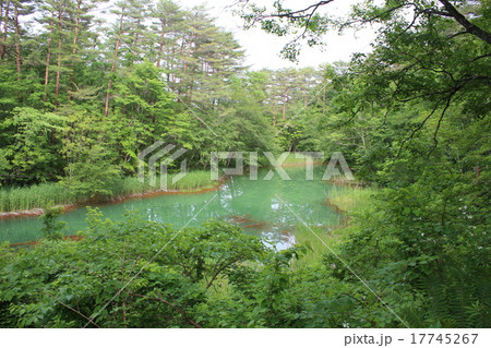 緑沼 緑沼 17745267