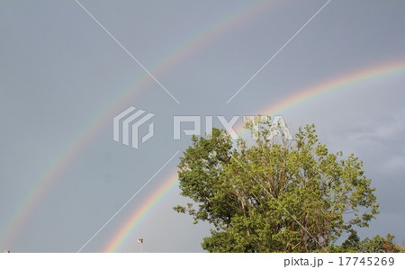 ダブルレインボー 17745269